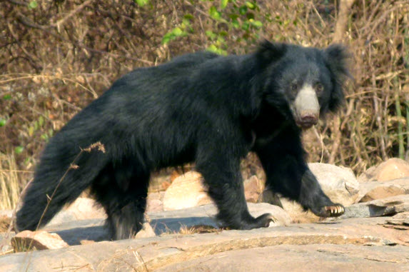 image of sloth bear from Wikicommons